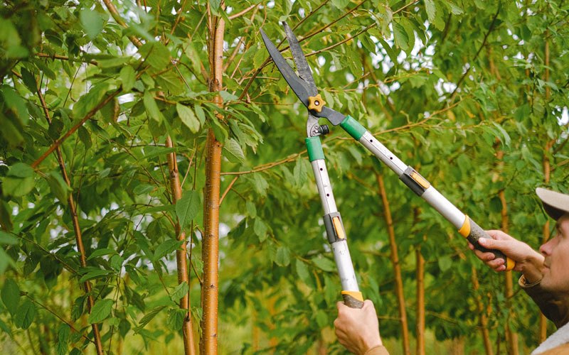 Tree trimming in Spotsylvania, VA